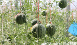 微山吃瓜最新事件爆料视频,最新爆料视频揭露惊人内幕